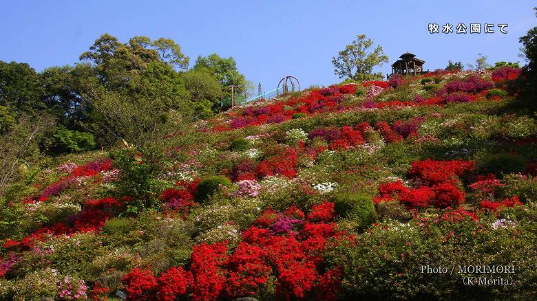 日向市　牧水公園のツツジ（「クルメツツジ」が咲く頃）