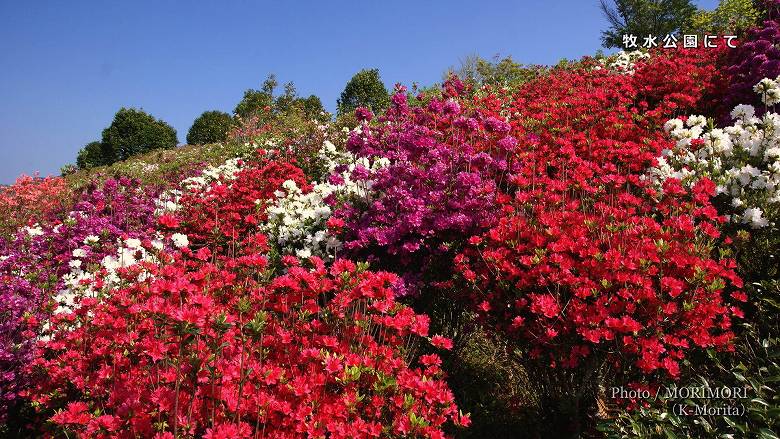 日向市　牧水公園のツツジ（「クルメツツジ」が咲く頃）