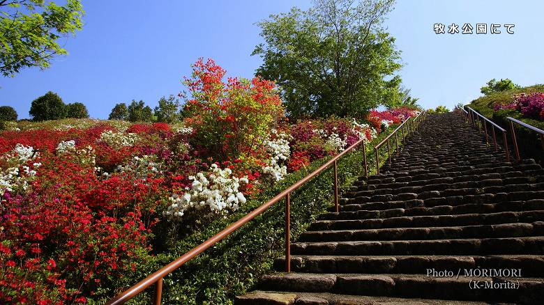 日向市　牧水公園のツツジ（「クルメツツジ」が咲く頃）