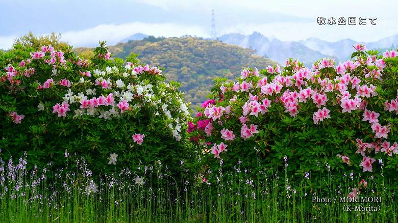 日向市　牧水公園のツツジ（平戸ツツジが咲く頃）