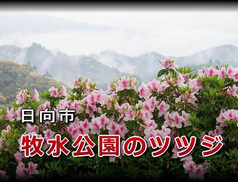 日向市　牧水公園のツツジ