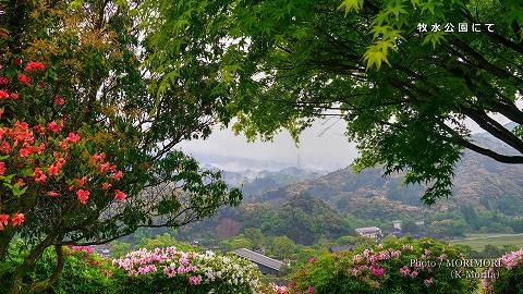 日向市　牧水公園のツツジ（平戸ツツジが咲く頃）