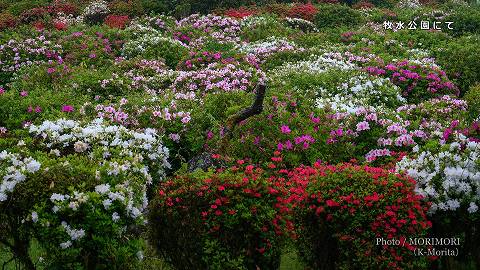 日向市　牧水公園のツツジ（平戸ツツジが咲く頃）