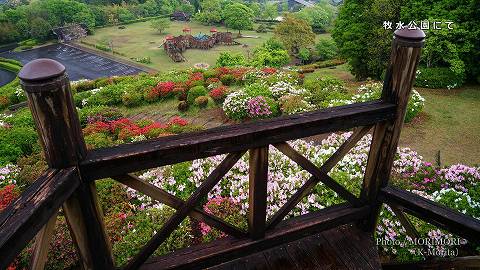 日向市　牧水公園のツツジ（平戸ツツジが咲く頃）