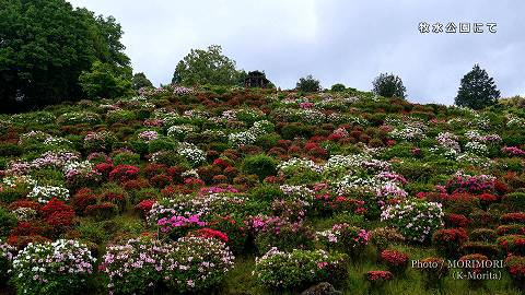 日向市　牧水公園のツツジ（平戸ツツジが咲く頃）