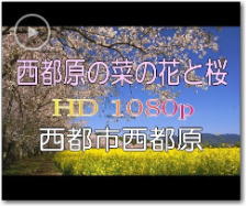 ■ 動画　西都原の桜と菜の花