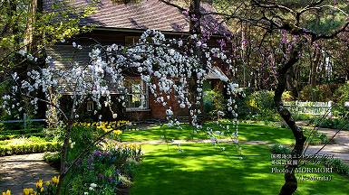 英国式庭園 コテージガーデン(Cottage garden)