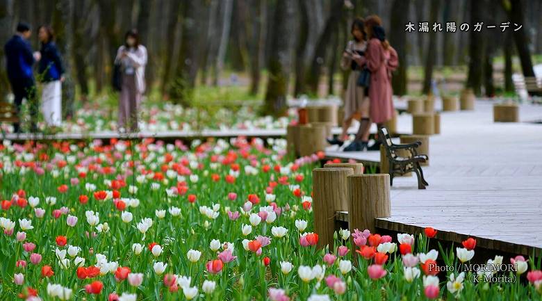 木漏れ陽のガーデン(2025年撮影)