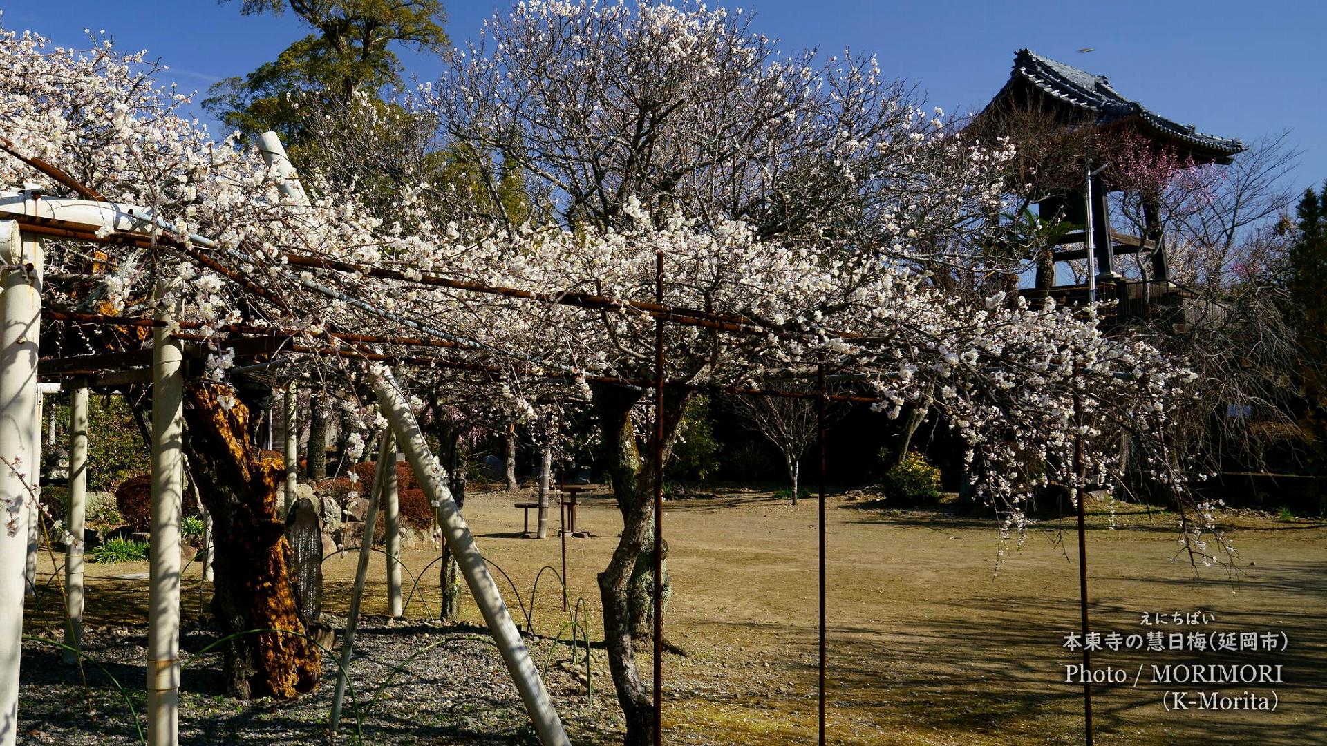 本東寺の慧日梅(えにちばい)〔宮崎県 延岡市〕