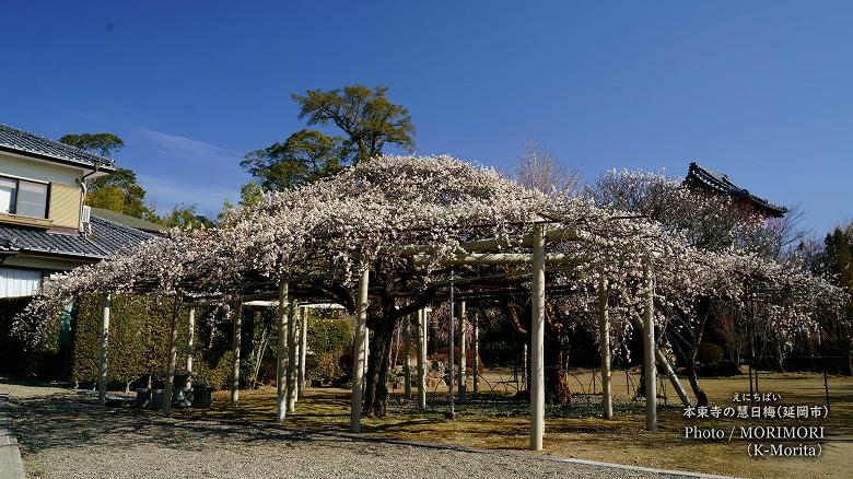 本東寺の慧日梅(えにちばい)