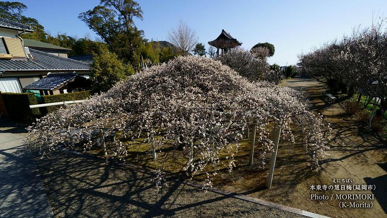 本東寺の慧日梅(えにちばい)