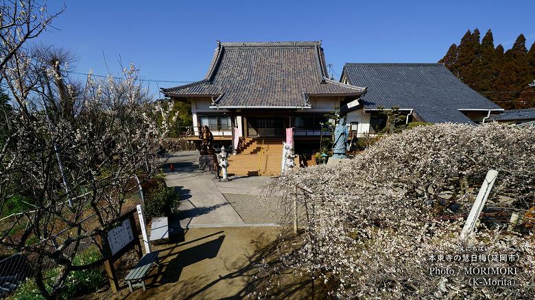 本東寺の慧日梅(えにちばい)