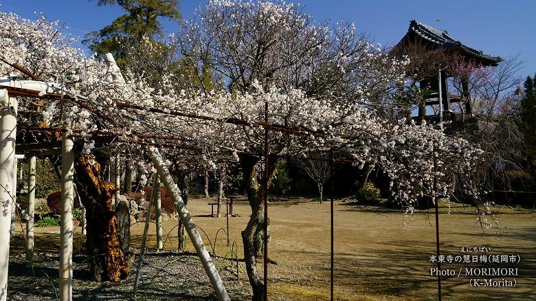 本東寺の慧日梅(えにちばい)