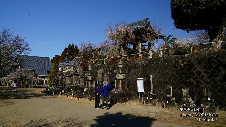 本東寺の慧日梅(えにちばい)