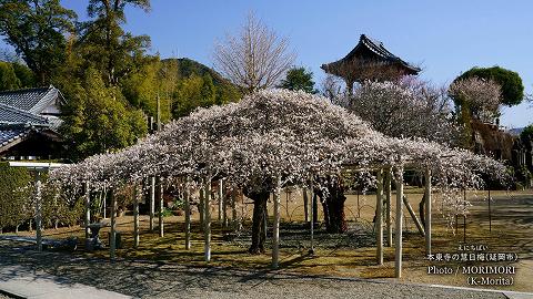 本東寺の慧日梅(えにちばい)