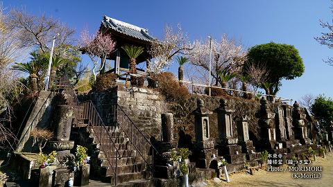 本東寺の慧日梅(えにちばい)