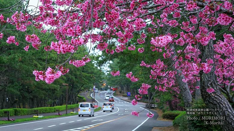 阿波岐原森林公園パークウエイの陽光桜