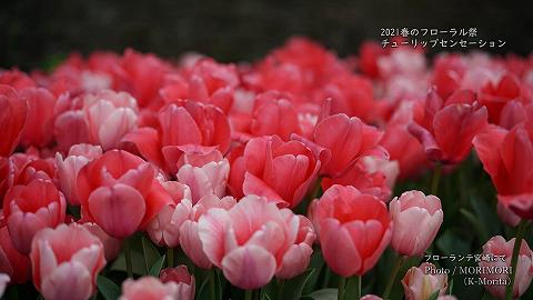 フローランテ宮崎 春のフローラル祭にて