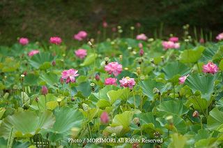 蓮ヶ池（宮崎市）　ハスの花の写真　　01