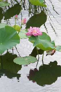 蓮ヶ池（宮崎市）　ハスの花の写真　　03