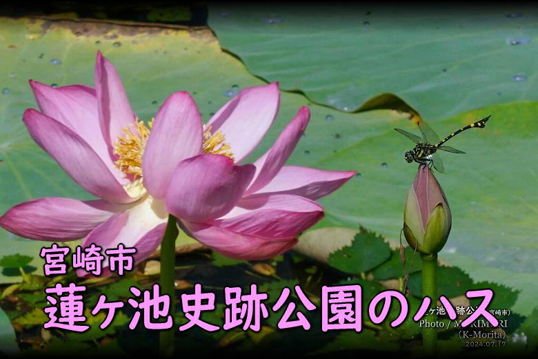 蓮ヶ池史跡公園 田池のハスの花