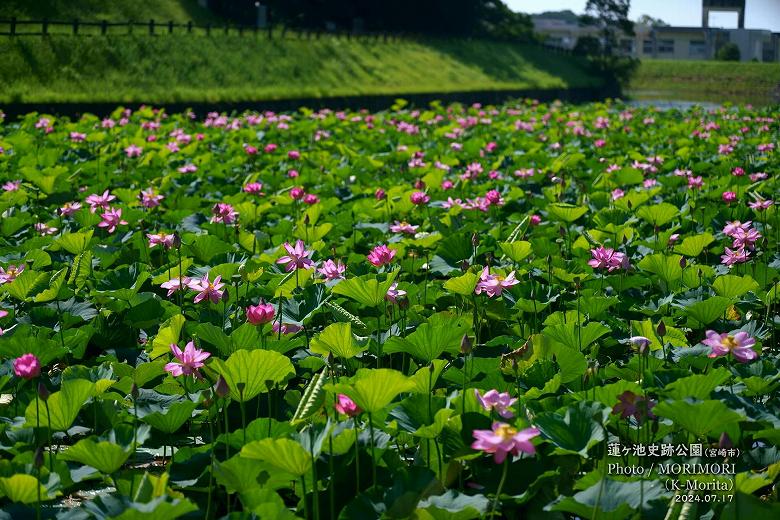 蓮ヶ池史跡公園 田池のハスの花