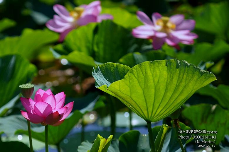 蓮ヶ池史跡公園 田池のハスの花