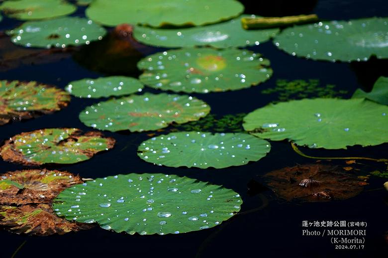 蓮ヶ池史跡公園 田池のハスの花