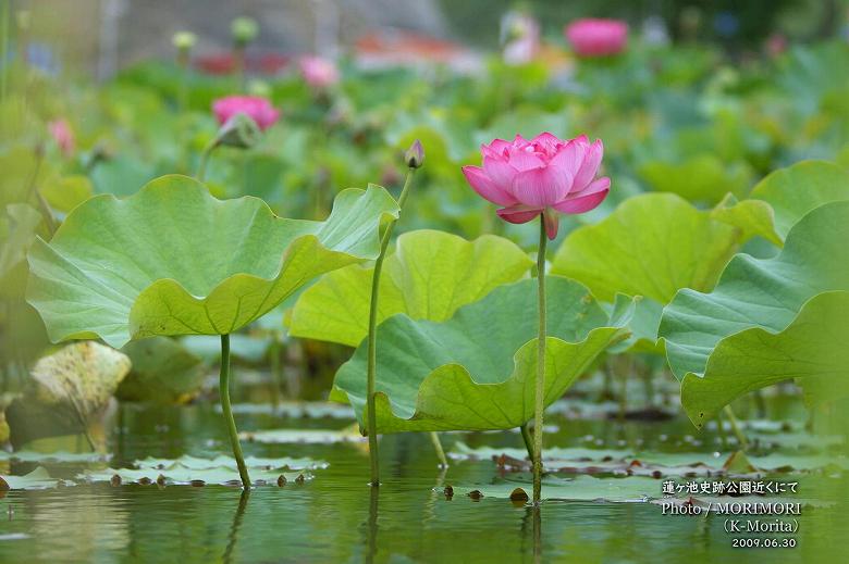蓮ヶ池のハスの花
