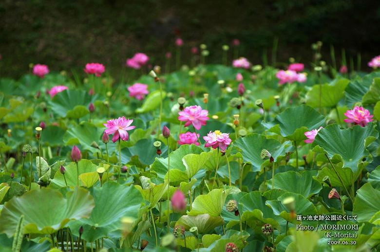 蓮ヶ池のハスの花
