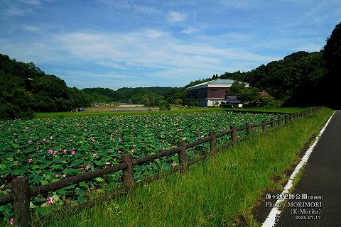 蓮ヶ池史跡公園 田池のハスの花