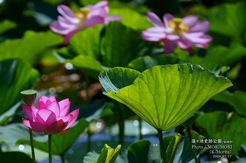 蓮ヶ池史跡公園 田池のハスの花
