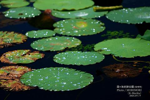 蓮ヶ池史跡公園 田池のハスの花