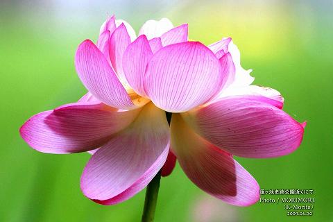 蓮ヶ池のハスの花
