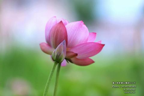蓮ヶ池のハスの花