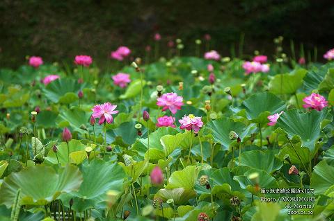 蓮ヶ池のハスの花