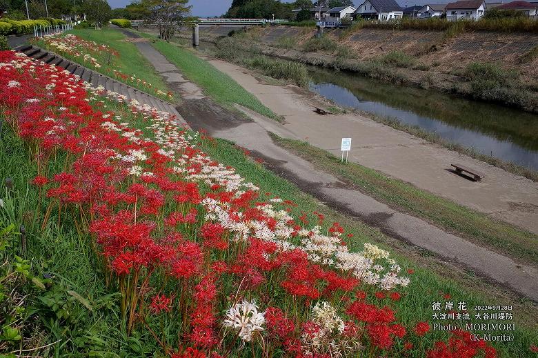 宮崎市 大谷川堤防に咲く「彼岸花」