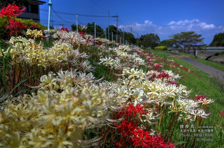 宮崎市 大谷川堤防に咲く「彼岸花」