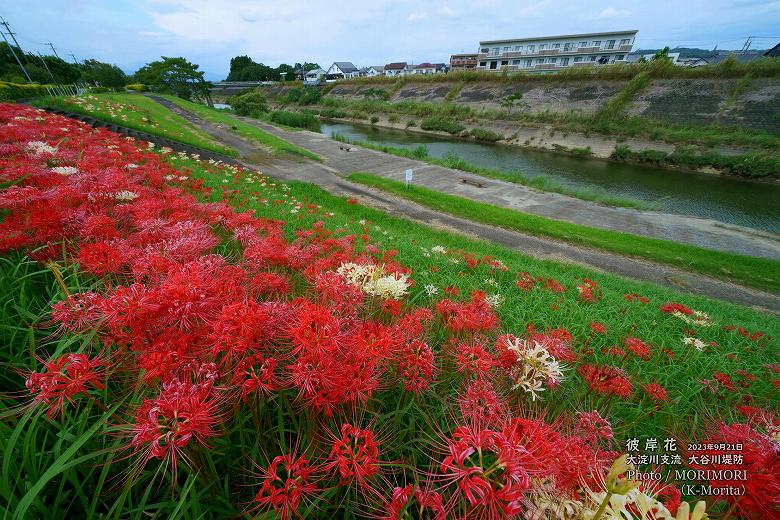 宮崎市 大谷川堤防に咲く「彼岸花」