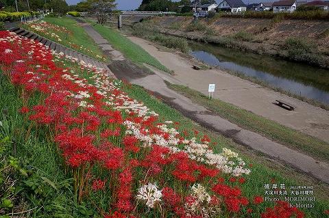 宮崎市 大谷川堤防に咲く「彼岸花」