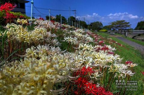 宮崎市 大谷川堤防に咲く「彼岸花」