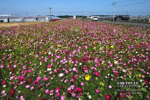 宮崎市清武町木原地区（２）コスモスとヒマワリのコラボ