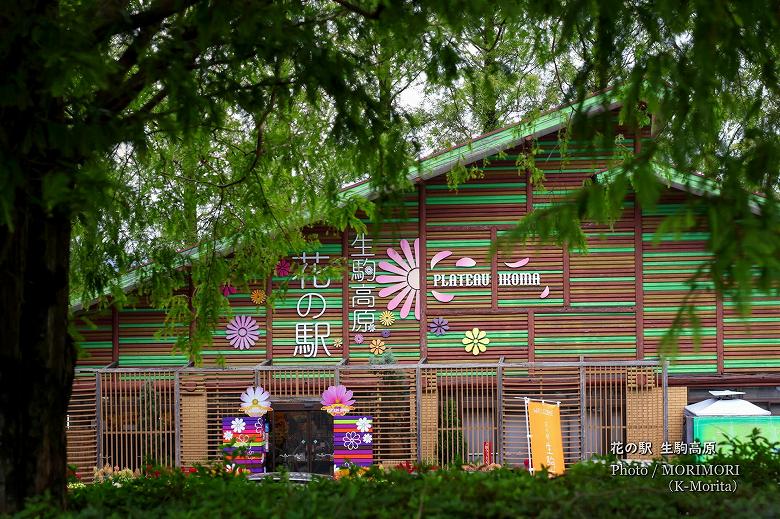 メタセコイヤを額縁に 花の駅 生駒高原