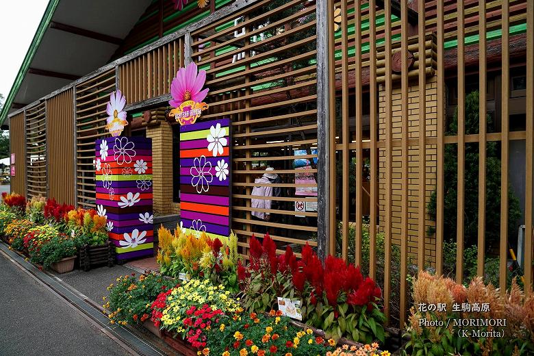 ケイトウ「霧島の秋」など 花の駅 生駒高原入口を飾る花々