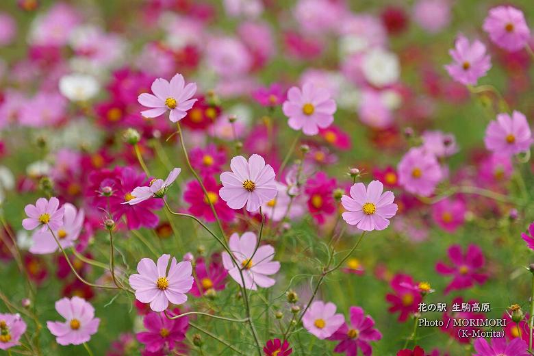 花の駅 生駒高原のコスモス（センセーションコスモス）