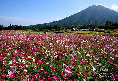 コスモスと生駒富士(夷守岳)