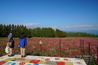 日時計展望台からのコスモス眺望