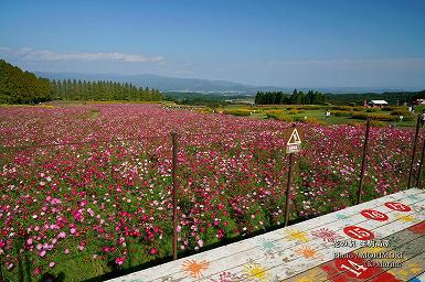 日時計展望台からのコスモス眺望