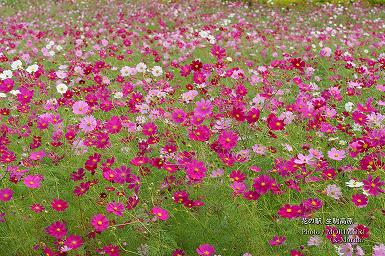 コスモスの花