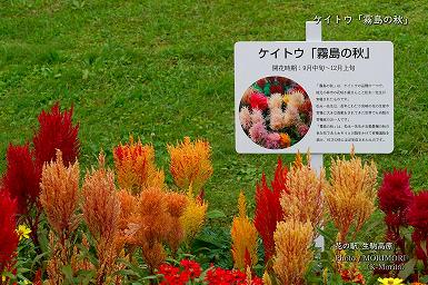 ケイトウ「霧島の秋」